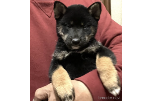 成約済の埼玉県の柴犬-160820の1枚目